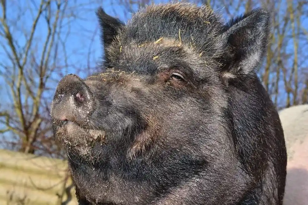 Besiege den inneren Schweinehund… mit Wissenschaft!