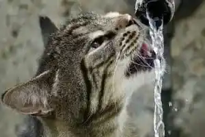Katze