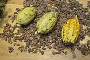 Kakaobohnen