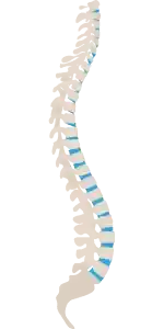 Illustration der Wirbelsäule