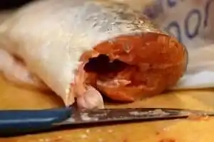 Lachs Bild