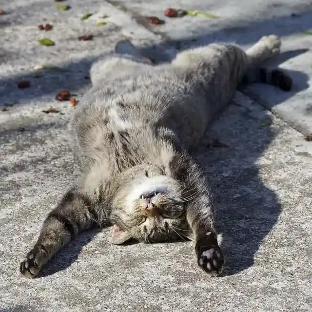 Schlafende Katze