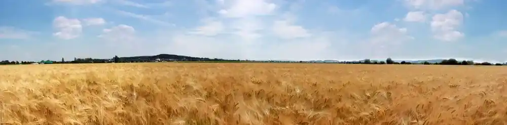 Weizenfeld