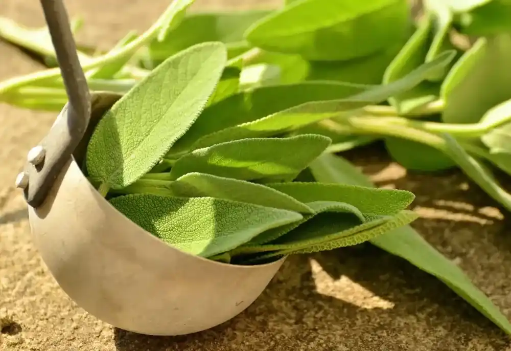 Salbeitee in der Küche