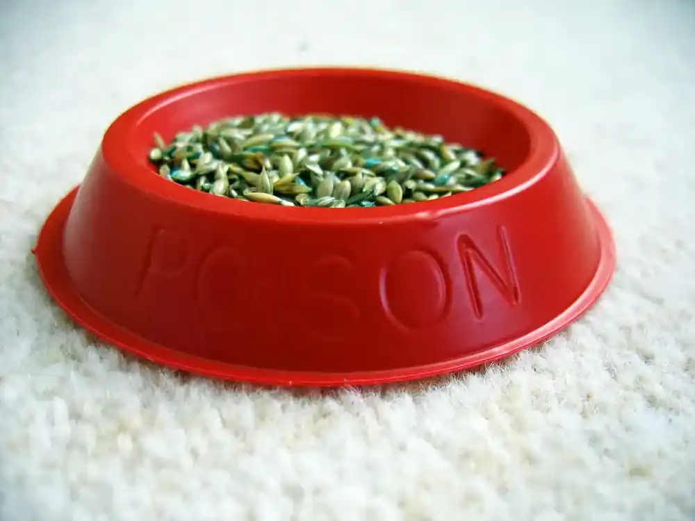 Grain poison photo