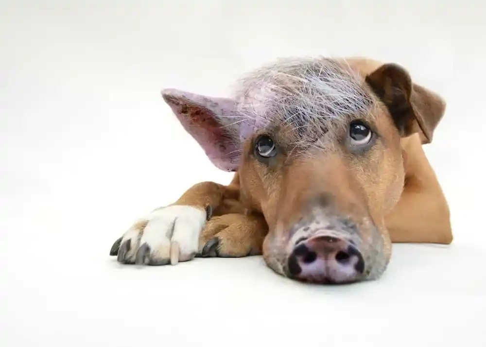 Der Schweinehund als Trainingspartner