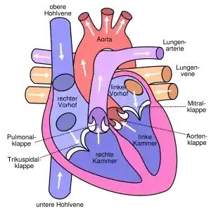 Herz Illustration