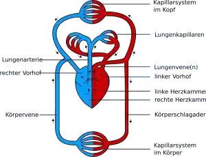 Kreislauf Diagramm