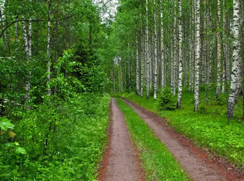 Waldweg