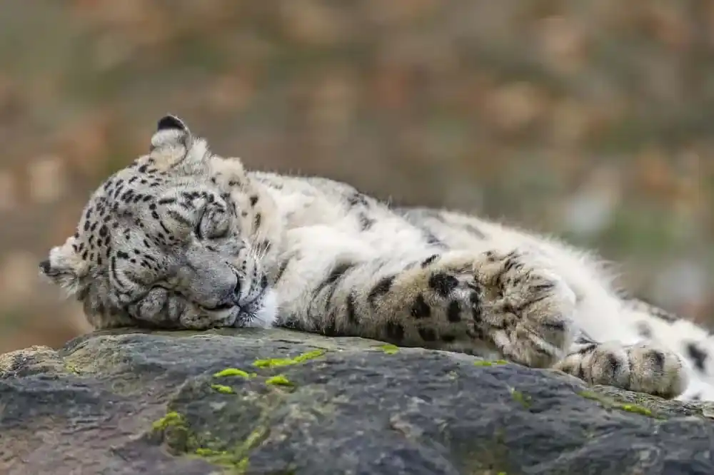 Leopard im Schlaf